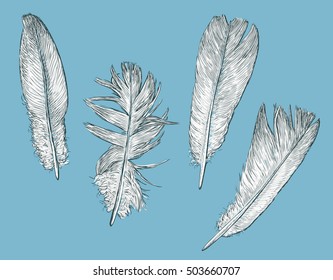 white birds feathers