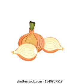white bitter onion vector illustration