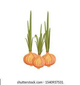 white bitter onion vector illustration