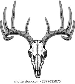 White and Black Buck Skull Advanced