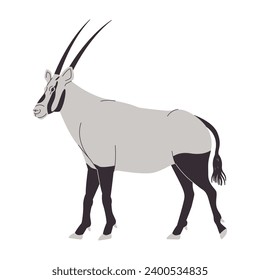 white and black color arabian oryx wild nature animal mammal herbivore have head long horn