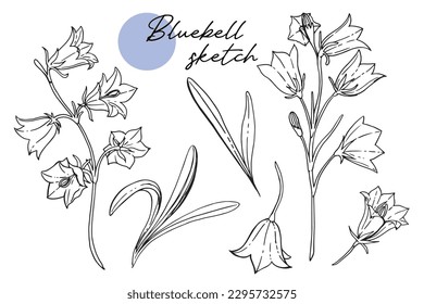 white black contour decorative bell flowers. Bluebell sketch