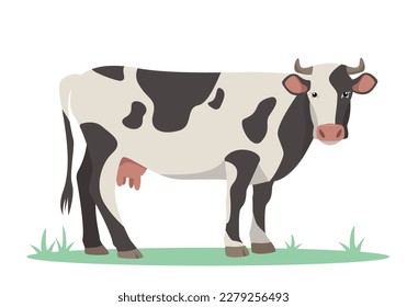 White and black Cow. Best Beef Cattle Breed. Dairy cattle. Farm animal. Vector flat or cartoon illustration icon isolated on white backfround.