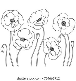 white black hand drawn contour poppy flowers