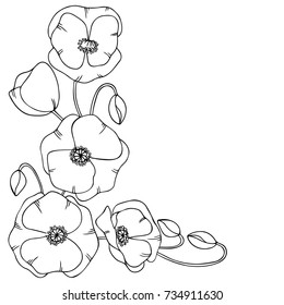 white black hand drawn contour poppy flowers