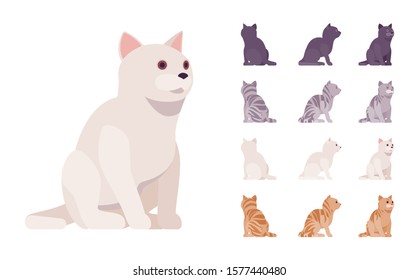 White, black, orange, grey striped pedigree cat sitting set. Active healthy kitten with beautiful fur, cute funny pet, home playful companion. Vector flat style cartoon illustration different views