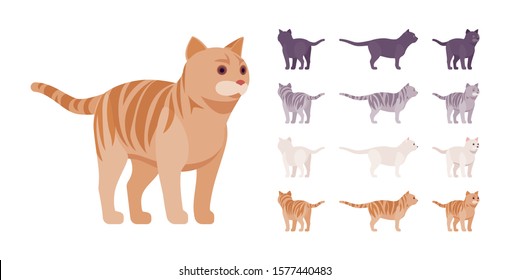 White, black, orange, grey striped pedigree cat standing set. Active healthy kitten with beautiful fur, cute funny pet, home playful companion. Vector flat style cartoon illustration different views