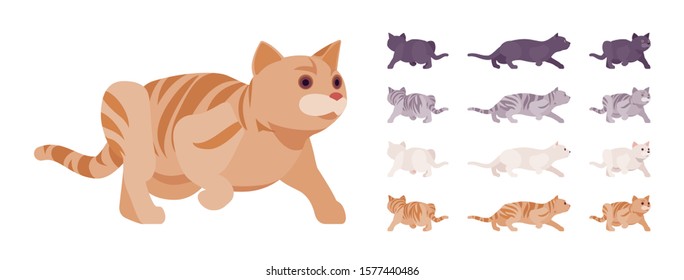 White, black, orange, grey striped pedigree cat sneaking set. Active healthy kitten with beautiful fur, cute funny pet, home playful companion. Vector flat style cartoon illustration different views
