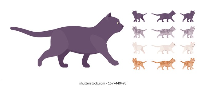 White, black, orange, grey striped pedigree cat walking set. Active healthy kitten with beautiful fur, cute funny pet, home playful companion. Vector flat style cartoon illustration different views