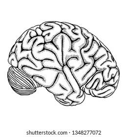 White Black Outline Of The Human Brain, Hand Drawing Realistic Organ. Vector 