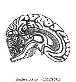 White black outline of the human brain, hand drawing realistic organ. Vector 
