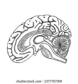 White black outline of the human brain, hand drawing realistic organ. Vector 