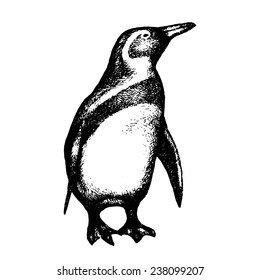 White and black penguin isolated on white. Hand drawn sketch. Vector