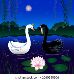 white and black swans on a lake at dawn