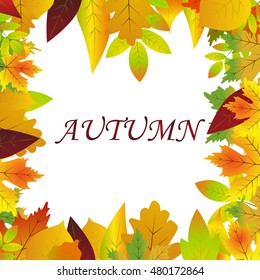 White blank on autumn background with maple leaves vector. Nature season color orange autumn background maple leaves. Beautiful texture colorful forest autumn background vibrant environment concept.
