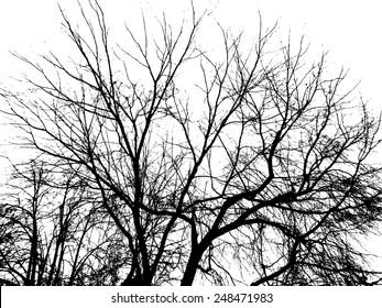 White blank with tree branches. Vector