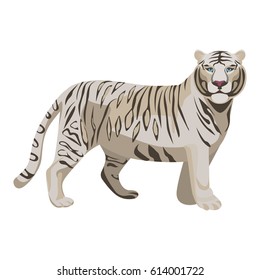 White or bleached tiger isolated on white. Predator rare animal with black stripes typical of Bengal tiger, but carries a white or near-white coat. Endangered wildlife mammal vector illustration