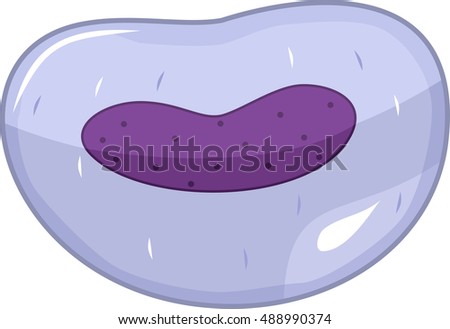 white blood cell