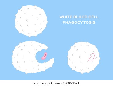 White Blood Cell Eating Bacteria . Anatomy Vector