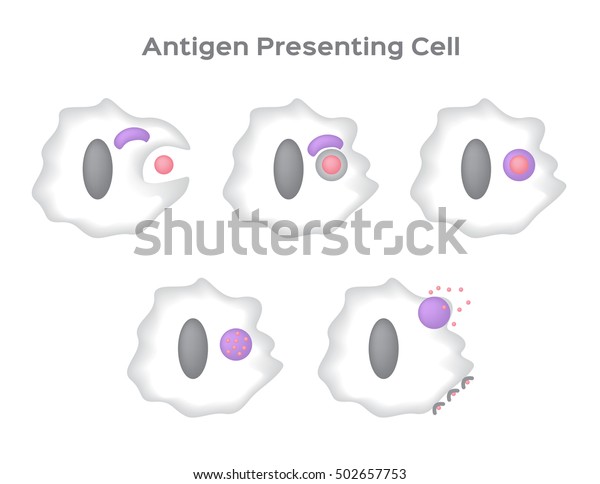 White Blood Cell Eating Bacteria Anatomy Stock Vector (Royalty Free ...