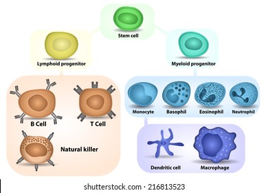 White Blood cell formation from differentiation of hematopoietic stem cell