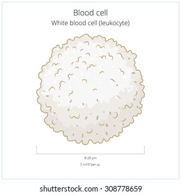 White Blood Cell Leukocyte Vector Illustration