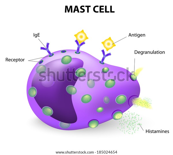 white blood cell. mast cell or a mastocyte,\
labrocyte, are the cells responsible for causing allergic\
reactions, anaphylaxis, also aide in the healing of wounds and\
defense against invading\
pathogens.