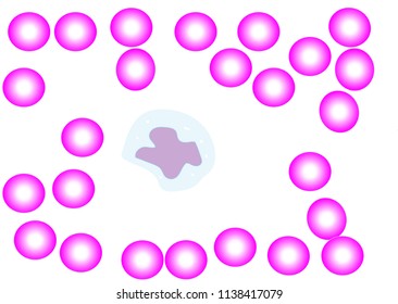 White blood cell Monocyte