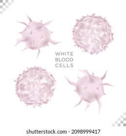 White Blood Cell Part Of The Body’s Immune System. Two Types