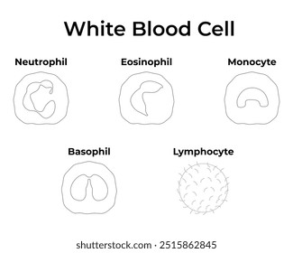 Illustrationsdiagramm für die Wissenschaft der weißen Blutkörperchen