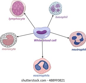 white blood cell set