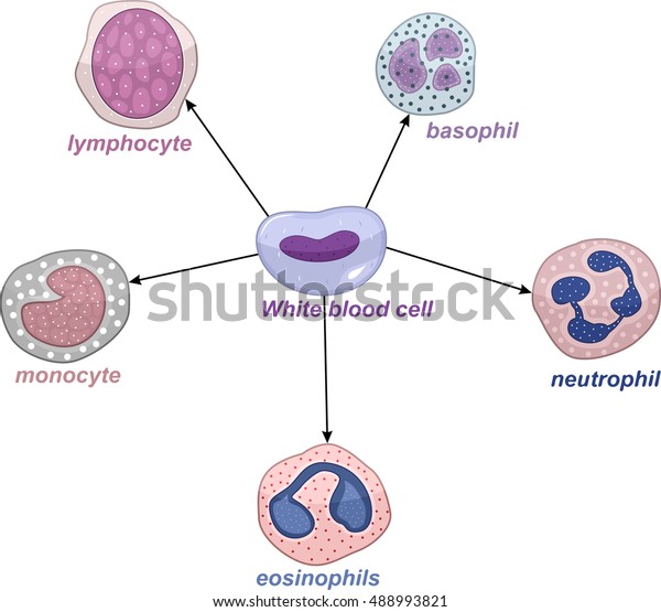 White Blood Cell Set Stock Vector (Royalty Free) 488993821 | Shutterstock