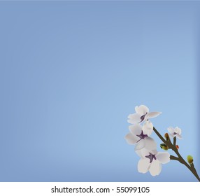 White blossom