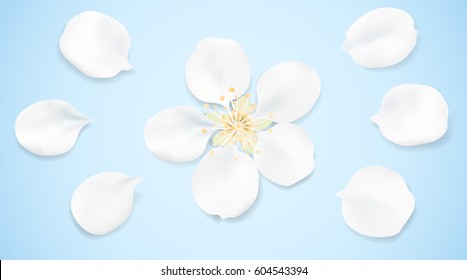 White and blue pastel background with spring flower top view. Apple tree blossom petals on the table illustration