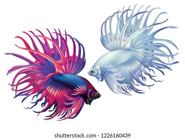 White and blue-red siamese fighting fish on a white background (Betta splendens)