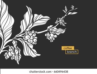 White branch of coffee tree with leaves and natural coffee beans. Organic product. Silhouette, shape. Botanical illustration. Vector isolated on black background eps.10