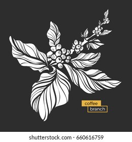 White branch of coffee tree with leaves and natural coffee beans. Organic product. Silhouette, shape. Botanical illustration. Vector isolated on black background eps.10