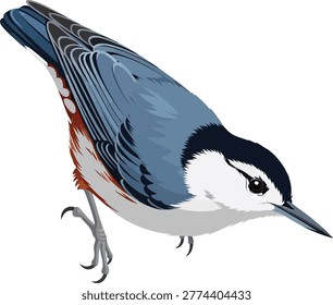 White breasted nuthatch bird on white background with woodpecker family bird watching wild forest garden backyard sitta carolinensis animal illustration nature illust