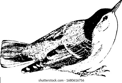Weißer gebrüteter Nuthatch, ein kleiner, schleichender Vogel, der die Baumstämme hinauf und runter lief, Vintage-Linienzeichnung oder Gravur-Illustration.