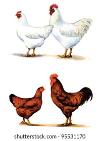 White and brown chickens, realistic vector