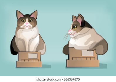 White and brown thick cute cat is sitting in a box and smiling