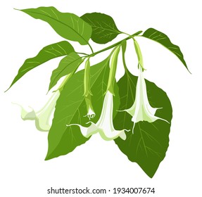 White brugmansia, flowers and leaves. Vector image isolated on a white background. Suitable for printing, decoration of holiday cards, wedding invitations.