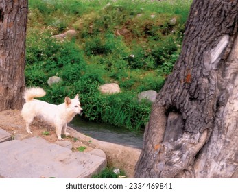 A white buddy dog standing on the bank of water stream is a wonderful animal nature vector ,great for decoration ,textile and fabric ,travel and different website and print purposes