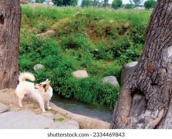 A white buddy dog standing on the bank of water stream is a wonderful animal nature vector ,great for decoration ,textile and fabric ,travel and different website and print purposes