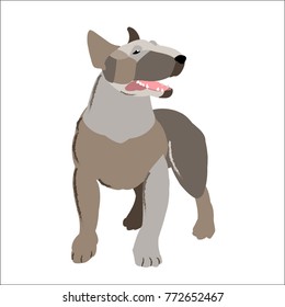 White bull terrier isolated on white background, vector illustration dog.