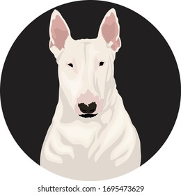 white bull terrier on a black background