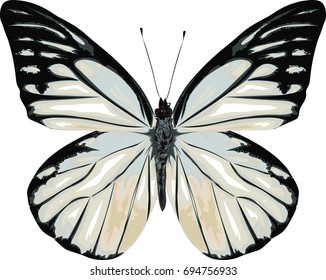 White Butterfly - High detailed vector illustration