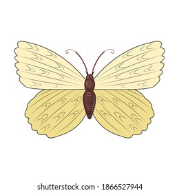 White butterfly on an isolated background. Bright beautiful composition. Isolated object on white. Vector.