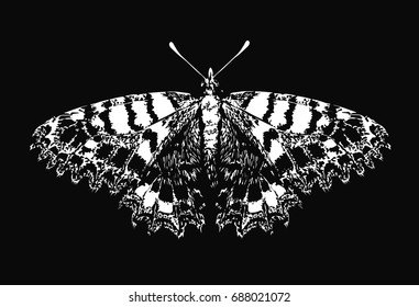 White butterfly - Stylized vector butterfly - abstract vector art 