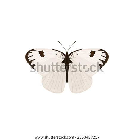 White butterfly. Vector illustration of insect on a white background.